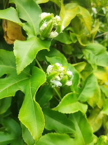 common passionfruit