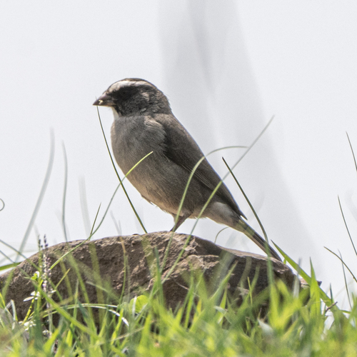 Brown-rumped Seedeater