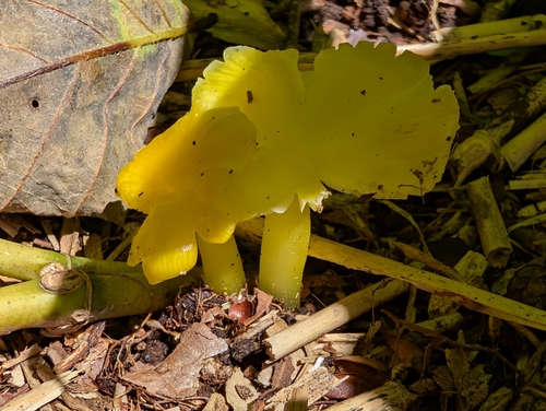 Hygrocybe