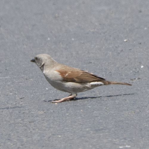 Swainson's Sparrow