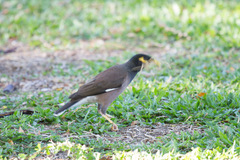 Acridotheres tristis