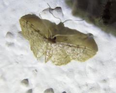 Idaea eremiata
