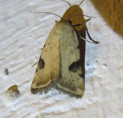 Micrathetis costiplaga