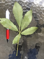 Pseudopanax macintyrei