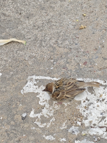 Eurasian Tree Sparrow