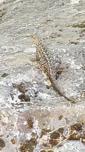 iNaturalist observation photo of Spiny Lizards