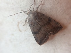 Micrathetis triplex