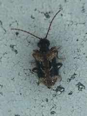Ptinus texanus