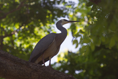 Egretta novaehollandiae