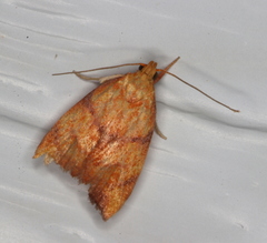 Pycnozancla acribes
