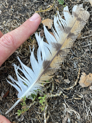 View observation of {o.common_name} on iNaturalist