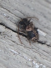 Ptinus texanus
