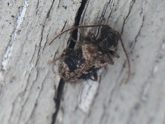 Ptinus texanus