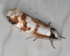 Palimmeces variegata