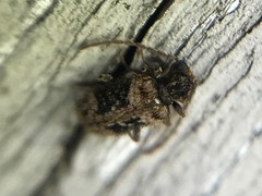Ptinus texanus