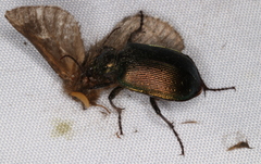 Calosoma schayeri