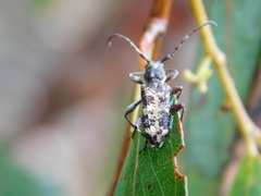 Pempsamacra dispersa