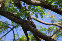 Streptopelia chinensis