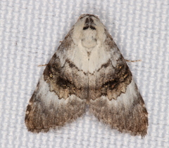 Acatapaustus leucospila
