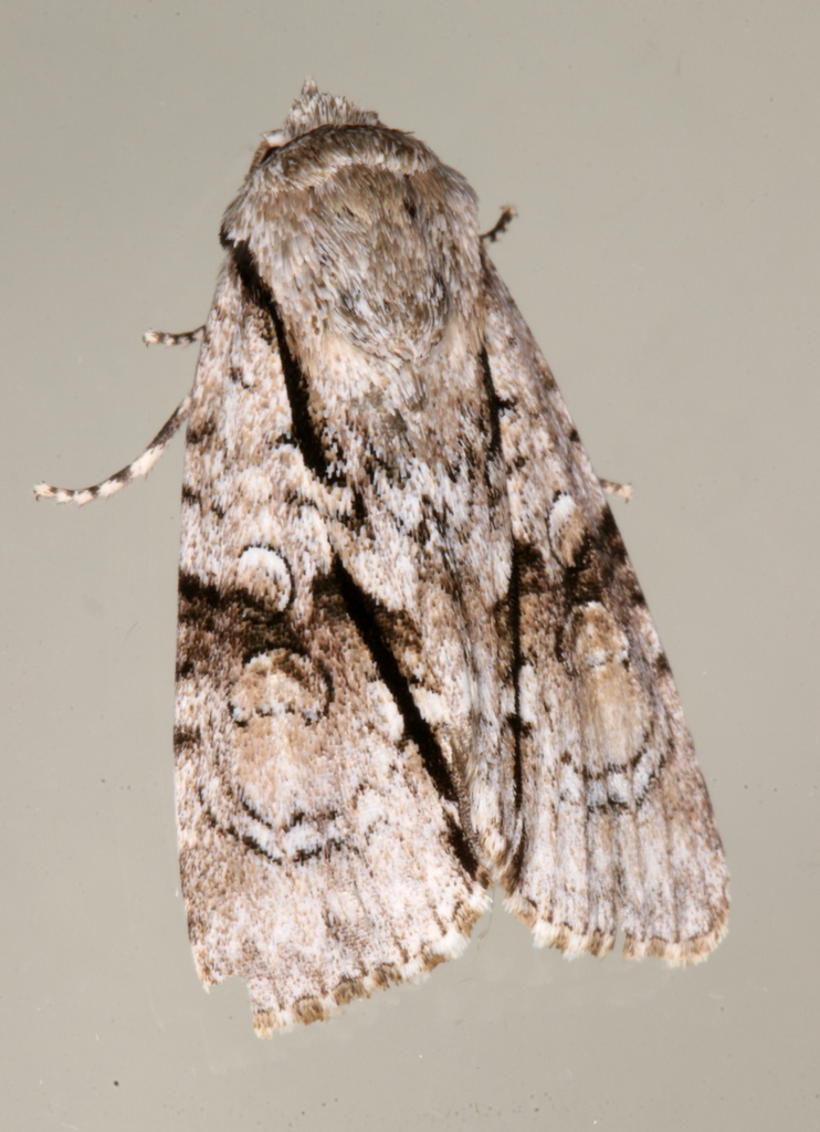 Fascionycta
