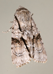 Turnerinycta phaeocosma