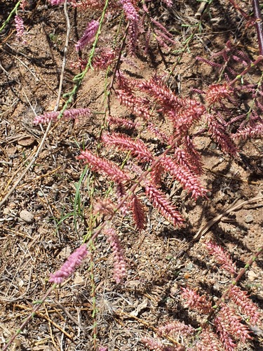 Tamarix laxa (Tamarix laxa)
