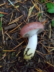 Gomphidius subroseus