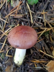 Gomphidius subroseus