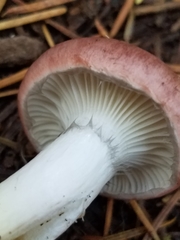 Gomphidius subroseus