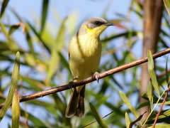Ptilotula keartlandi