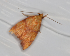 Pycnozancla acribes
