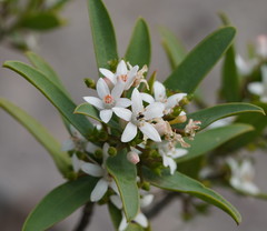 Philotheca myoporoides