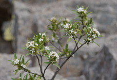 Philotheca myoporoides