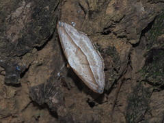 Nadagara vigaia