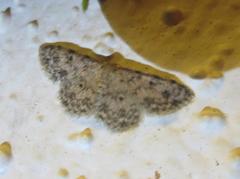 Scopula plantagenaria