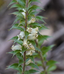 Epacris purpurascens