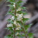 Epacris purpurascens onosmiflora - Photo (c) Reiner Richter, algunos derechos reservados (CC BY-NC-SA), subido por Reiner Richter