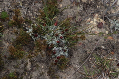 Syncarpha canescens tricolor