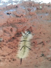 Acronicta americana
