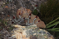 Syncarpha canescens tricolor