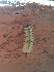 Acronicta americana