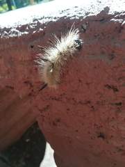 Acronicta americana