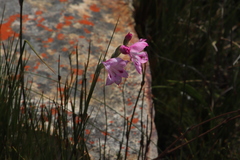 Gladiolus inflatus