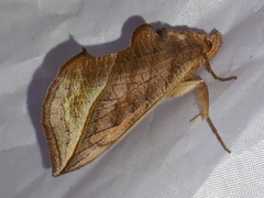 Calyptra thalictri