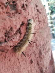 Acronicta americana