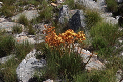 Dilatris viscosa