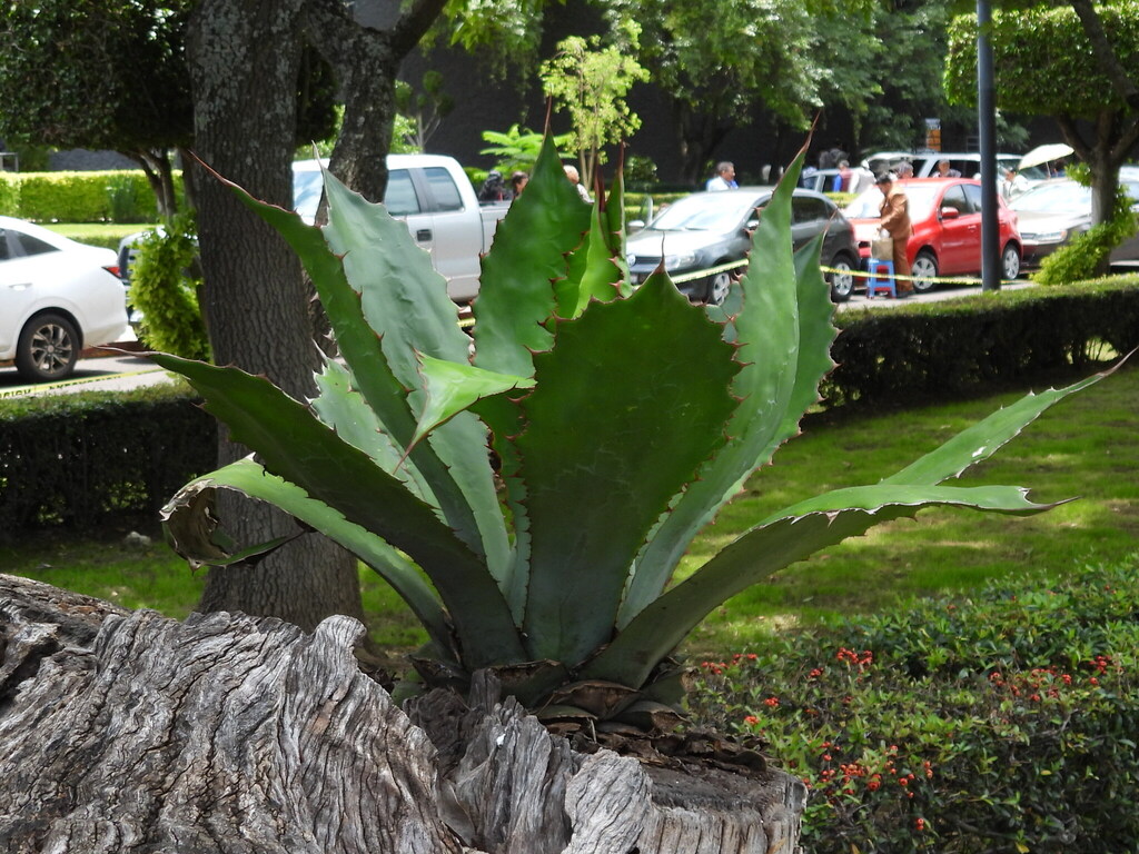 Agave cupreata, Michoacán, MX