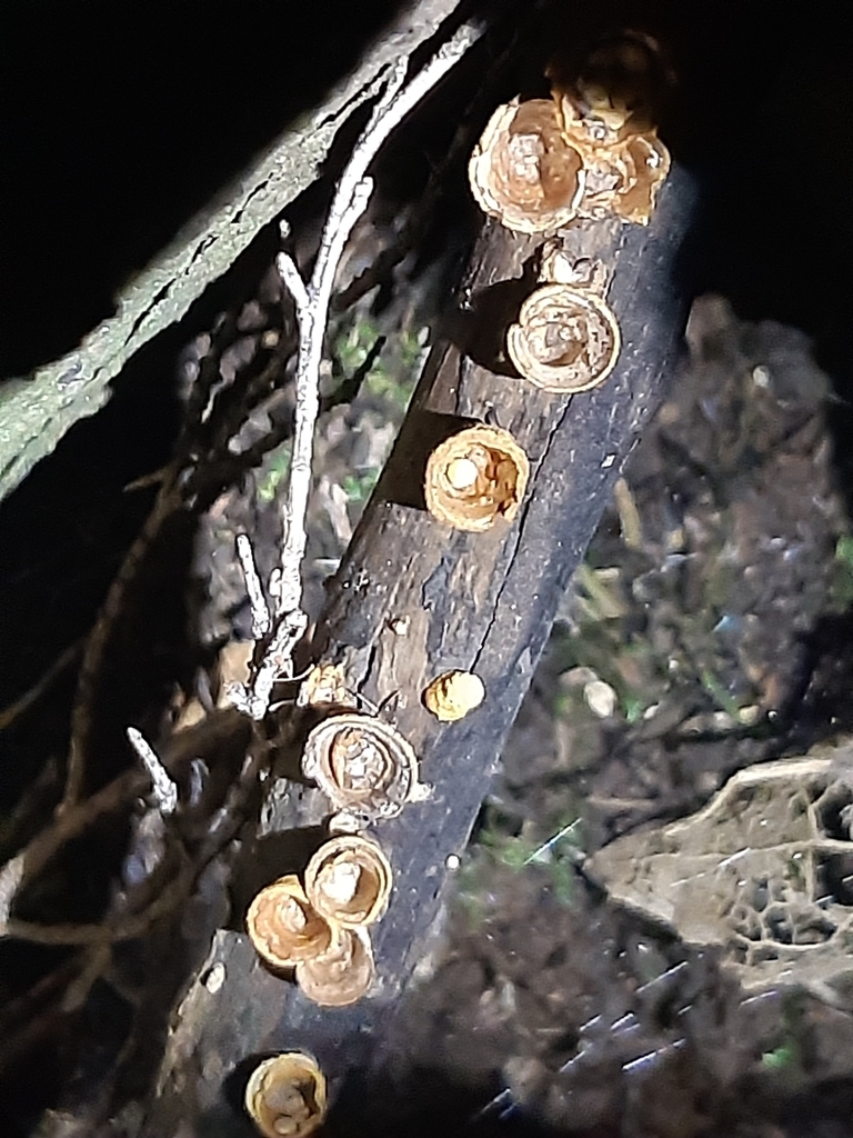 Crucibulum simile · August 2025 · photo: © georgecox (iNaturalist, cc0)