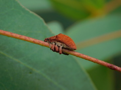 Gonipterus lepidotus