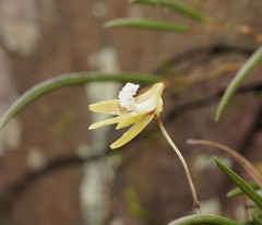 Dendrobium striolatum